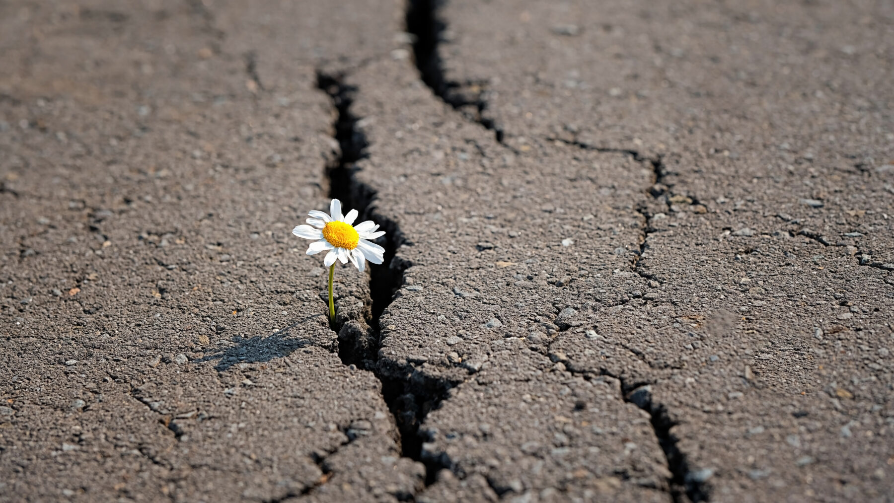 A small flower growing through a crack in asphalt caused by winter freeze-thaw damage, highlighting the need for spring pavement repair.